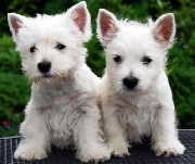 West highland white terrier