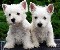 West highland white terrier