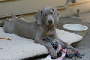 Weimaraner lindisimos cachorritos