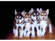 Siberian husky preciosos cachorritos