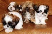 Shih tzu lindisimos cachorritos