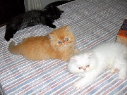 Venta de gatos dsa