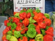 Venta de semillas de Chile picante