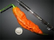 Venta de semillas de Chile picante