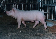 Remate de reproductores porcinos