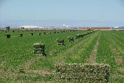 Venta de pacas  de heno