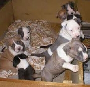 Vendo hermosos cachorros pitbull