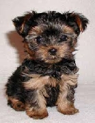 Cachorros yorkie terryer