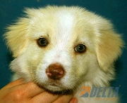 En esta navidad consintete con un border collie