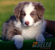 Venta de border collie de calidad