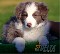 Venta de border collie de calidad