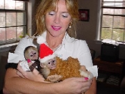 Lindo bebé mono capuchino para la navidad