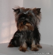 Hermosa yorkshire terrier miniatura