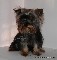 Hermosa yorkshire terrier miniatura