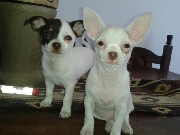 Vendo chihuahuas fca