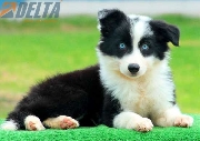 Border collie- no esperes ms