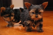 Adorables cachorros yorkshire terrier