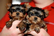 Cachorros yorkshire terrier disponibles