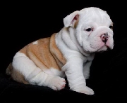 Xmas english bulldog puppies