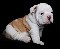 Xmas english bulldog puppies